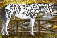 Horse Color:Black Splash Appaloosa