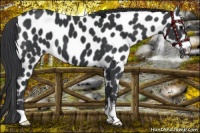 Horse Color:Black Appaloosa