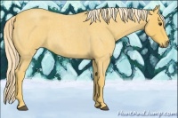 Horse Color:Palomino Roan 