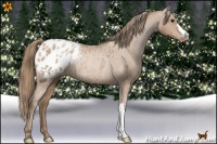 Horse Color:Black Pearl Appaloosa Rabicano