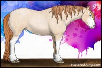 Horse Color:Buckskin Roan Pearl Sabino 