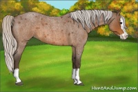 Horse Color:Silver Brown Roan Splash 