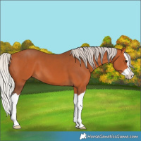 Horse Color:Silver Bay Splash 