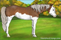Horse Color:Silver Brown Splash 