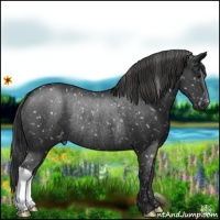 Horse Color:Black Appaloosa Rabicano 