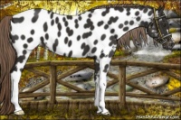 Horse Color:Liver Chestnut Near Leopard 