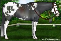 Horse Color:Black Splash Appaloosa 