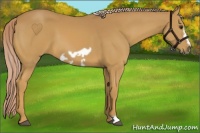 Horse Color:Palomino Frame 
