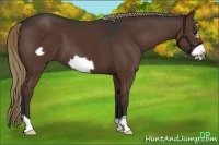 Horse Color:Liver Chestnut Frame
