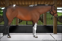 Horse Color:Bay Tobiano 