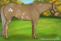 Horse Color:White Spotted Chocolate Palomino Rabicano 