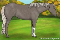 Horse Color:Silver Smoky Black 