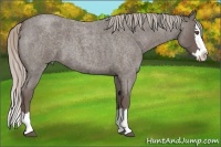 Horse Color:Silver Blue Roan Splash