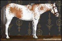 Horse Color:White Spotted Bay 