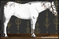 Horse Color:White Spotted Brown 