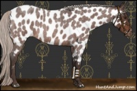 Horse Color:Silver Bay Roan Near Leopard 