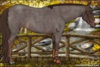 Horse Color:Liver Red Roan 