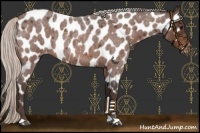 Horse Color:Silver Brown Roan Appaloosa 