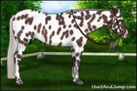 Horse Color:Silver Brown Appaloosa