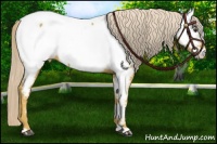 Horse Color:Palomino Appaloosa