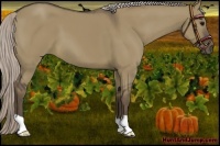 Horse Color:Silver Grullo 
