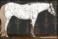 Horse Color:Chocolate Palomino Near Leopard 