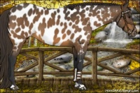 Horse Color:Buckskin Appaloosa