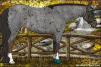Horse Color:Liver Red Roan 