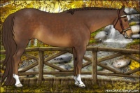 Horse Color:Liver Chestnut 