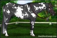 Horse Color:White Spotted Black Rabicano 