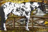 Horse Color:White Spotted Black Blanket 