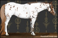 Horse Color:White Spotted Chestnut Appaloosa 