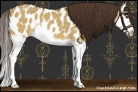 Horse Color:Liver Red Dun Splash Appaloosa 