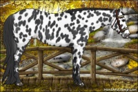 Horse Color:Black Appaloosa 