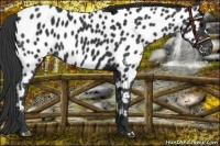 Horse Color:Black Near Leopard 