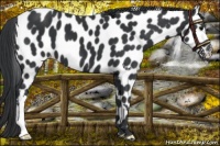 Horse Color:Black Appaloosa