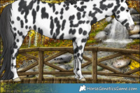 Horse Color:Black Appaloosa