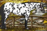 Horse Color:Black Near Leopard