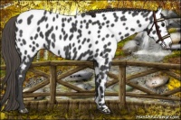 Horse Color:Smoky Black Near Leopard 