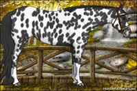 Horse Color:Black Appaloosa