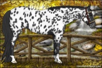 Horse Color:Black Near Leopard 