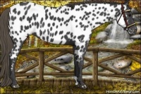Horse Color:Smoky Black Near Leopard 