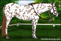 Horse Color:Chestnut Appaloosa 
