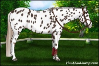 Horse Color:Liver Chestnut Leopard 