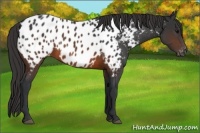 Horse Color:Brown Appaloosa