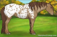 Horse Color:Classic Champagne Appaloosa 