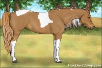 Horse Color:Red Roan Tobiano 