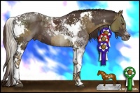 Horse Color:Chocolate Palomino Tobiano  and Liver Chestnut Tobiano 