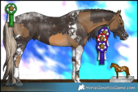 Horse Color:Chocolate Palomino Tobiano and Liver Chestnut Tobiano
