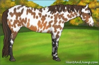 Horse Color:Buckskin Appaloosa 